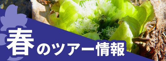 春のツアー情報